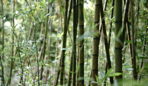 Bamboo is a sustainable material made out of grass.