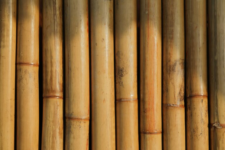 Bamboo drying.
